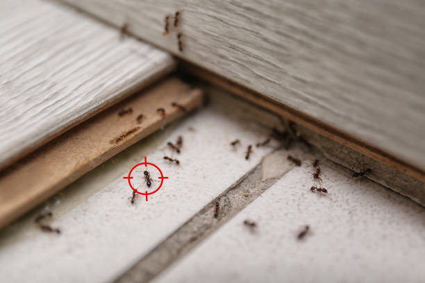 Reliable Clifton Forge, VA Pest Control Solutions
