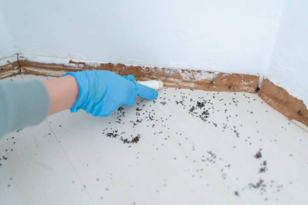 Best Termite Control Services  in Clifton Forge, VA